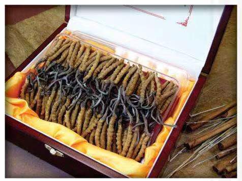 黑河冬虫夏草回收